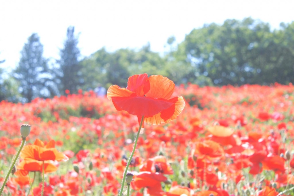 IMG_5504