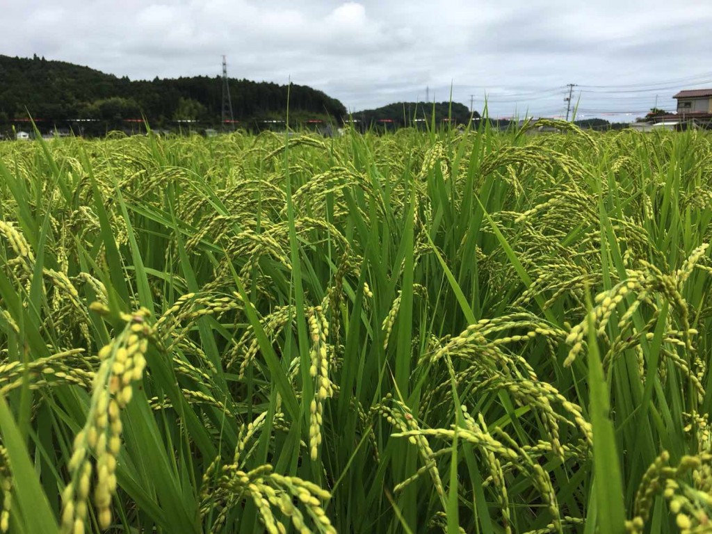田んぼ_2